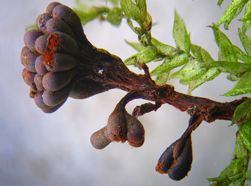 Metatrichia... ancora vesparium?